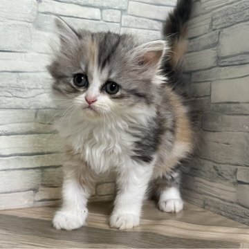 ラガマフィン【大阪府・女の子・2024年4月23日・キャリコ（ロング）】の写真「丸顔で可愛いです。」