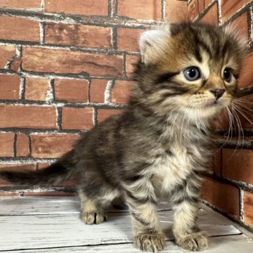 アメリカンカール【大阪府・女の子・2024年9月29日・ブラウンタビー（セミロング）】の写真「耳が曲がって可愛いです。」