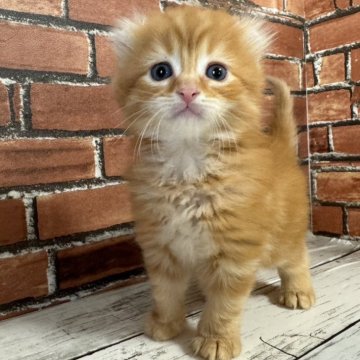 アメリカンカール【大阪府・女の子・2024年9月29日・レッドタビー（セミロング）】の写真「セミロングで耳が曲がって可愛いです」