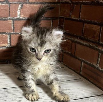 アメリカンカール【大阪府・女の子・2024年4月8日・シルバータビー（ロング）】の写真「耳が剃って可愛い子です。」