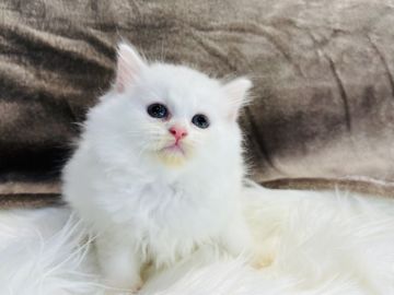 ラガマフィン【大阪府・女の子・2022年2月24日・ホワイト（ロング（ダブルコート））】の写真「純白ラガマフィン😊」