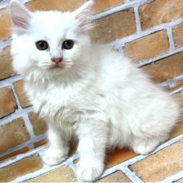 ラガマフィン【大阪府・女の子・2023年8月1日・真っ白（ロング）】の写真「真っ白のふわふわのラガマフィンです。」