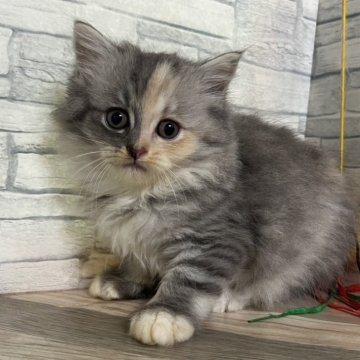 ラガマフィン【大阪府・女の子・2024年4月22日・シルバーパッチドタビー（ロング）】の写真「口元が汚れていますが綺麗になります。」