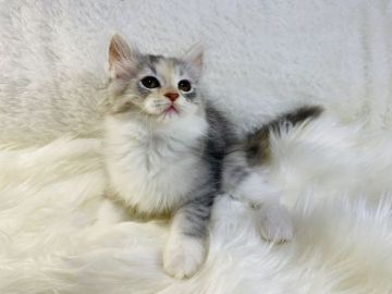 ラガマフィン【大阪府・女の子・2021年10月29日・シルバーパッチドタビーアンドホワイト（ロング（ダブルコート））】の写真「かわいいラガマフィン😍」