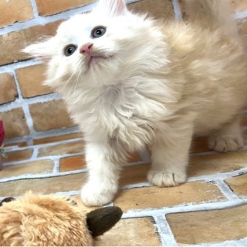 ラガマフィン【大阪府・男の子・2023年5月13日・クリーム&ホワイト（ロングヘアー）】の写真「ふわふわもこもこです」