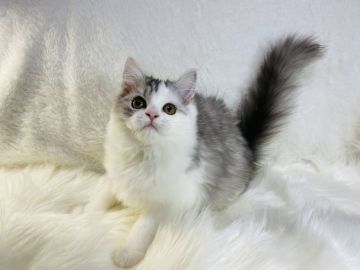 ラガマフィン【大阪府・男の子・2021年9月22日・シルバータビー アンド ホワイト（ロング（ダブルコート））】の写真「可愛いラガマフィン❤️」