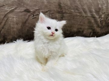 ラガマフィン【大阪府・男の子・2022年2月24日・ホワイト（ロング（ダブルコート））】の写真「純白ラガマフィン😊」