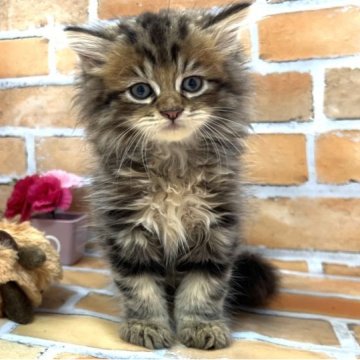 ラガマフィン【大阪府・男の子・2023年5月13日・ブラウンタビー（ロングヘアー）】の写真「ふわふわもこもこです」