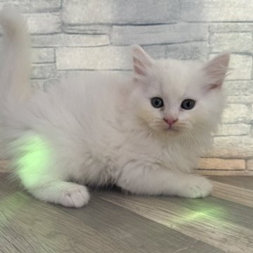 ラガマフィン【大阪府・男の子・2024年9月11日・真っ白（ロング）】の写真「ふわふわ珍しい真っ白です」