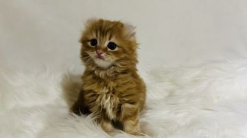 キンカロー【大阪府・女の子・2022年1月13日・レッドタビー（ロングヘアー）】の写真「♪クルリンお耳♪足長です」