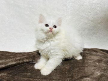 ラガマフィン【大阪府・女の子・2022年2月24日・ホワイト（ロング（ダブルコート））】の写真「純白ラガマフィン😊」