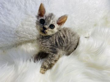 セルカークレックス【大阪府・女の子・2021年10月17日・シルバーパッチドタビー（ショートヘアー）】の写真「セルカークです😘」