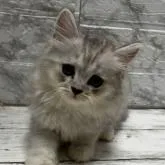 ラガマフィン【大阪府・女の子・2022年8月24日・トーティシェーデッド】の写真1