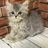 ブリティッシュロングヘア【大阪府・男の子・2024年6月6日・ブルータビー】の写真1