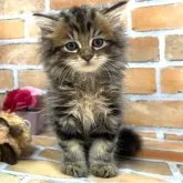 ラガマフィン【大阪府・男の子・2023年5月13日・ブラウンタビー】の写真1