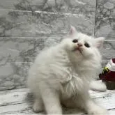 ラガマフィン【大阪府・女の子・2022年9月8日・真っ白】の写真1