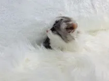 ラガマフィン【大阪府・女の子・2021年9月22日・シルバー パッチド タビー アンド ホワイト】の写真3「10/31撮影」