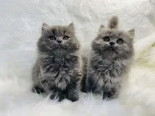 ブリティッシュロングヘア【大阪府・女の子・2021年8月22日・ブルー】の写真4「10/31撮影お兄ちゃんと一緒に」