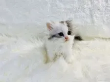 ラガマフィン【大阪府・女の子・2021年9月22日・シルバー パッチド タビー アンド ホワイト】の写真4「10/31撮影」