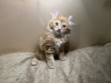 キンカロー【大阪府・男の子・2022年1月13日・レッドタビーアンドホワイト】の写真4