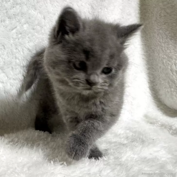 ブリティッシュショートヘア【大阪府・女の子・2025年9月18日・ブルー】の写真1