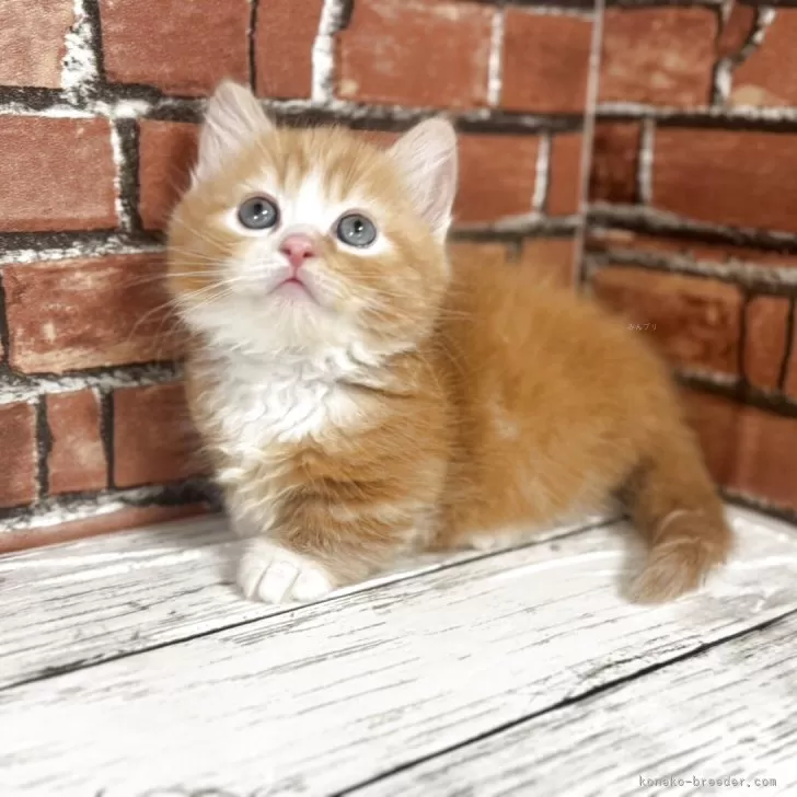 ID：2504-03254の子猫