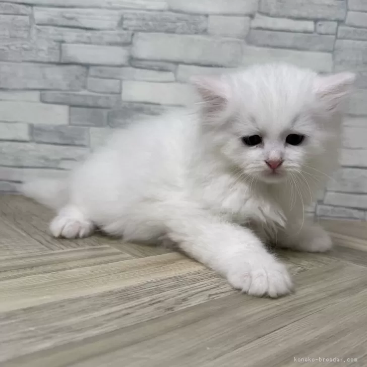 ID：2412-02026の子猫