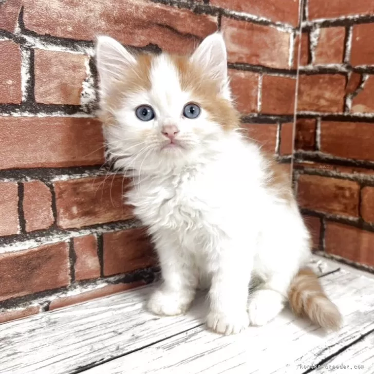 ID:2504-03251の子猫