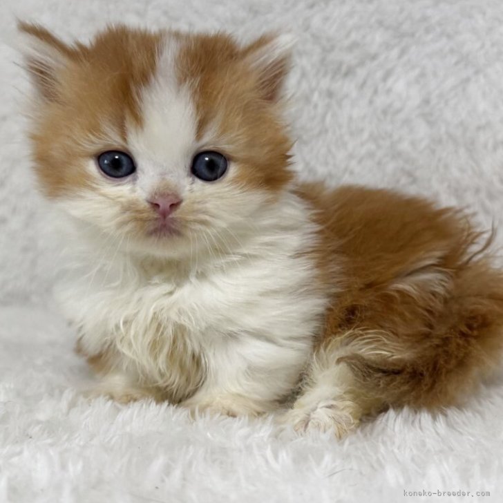 ブリーダー画像