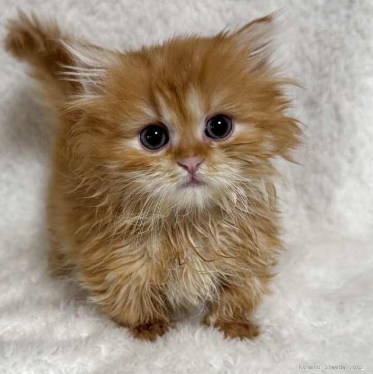 ブリーダー画像