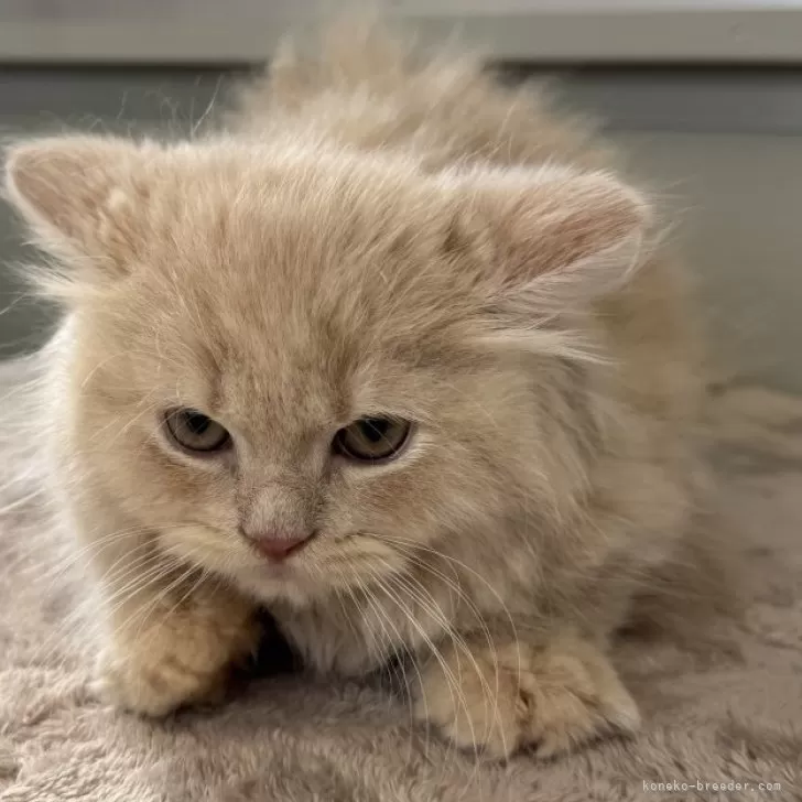 ID：2501-00846の子猫