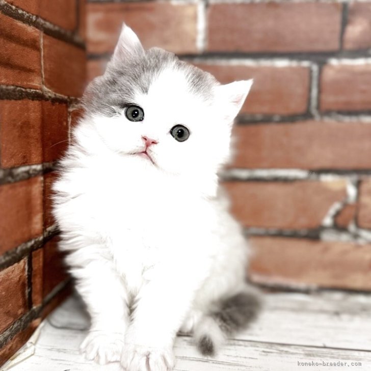 ブリーダー画像