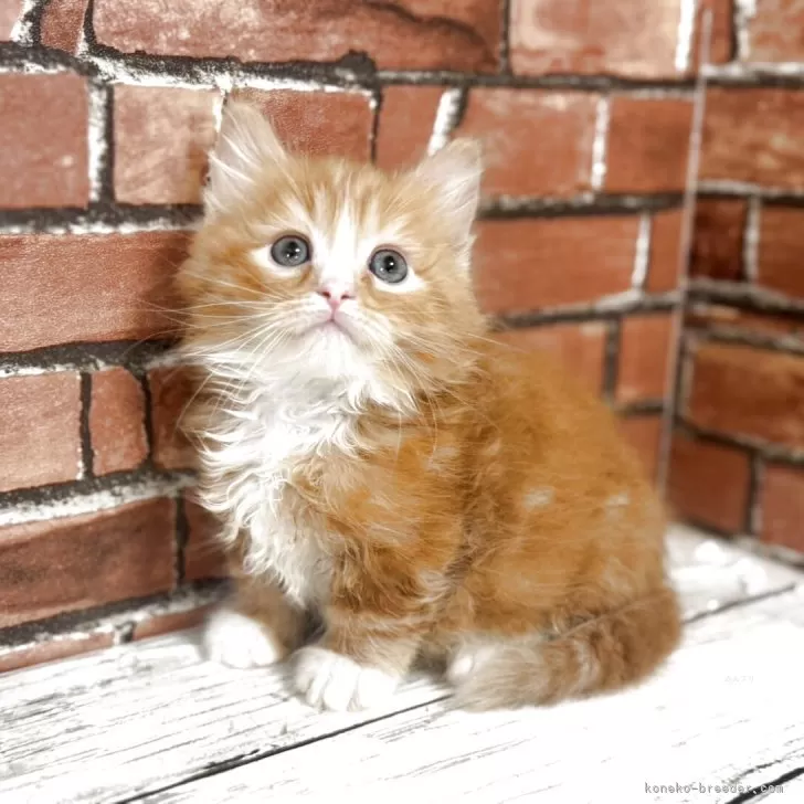 ID：2504-03252の子猫