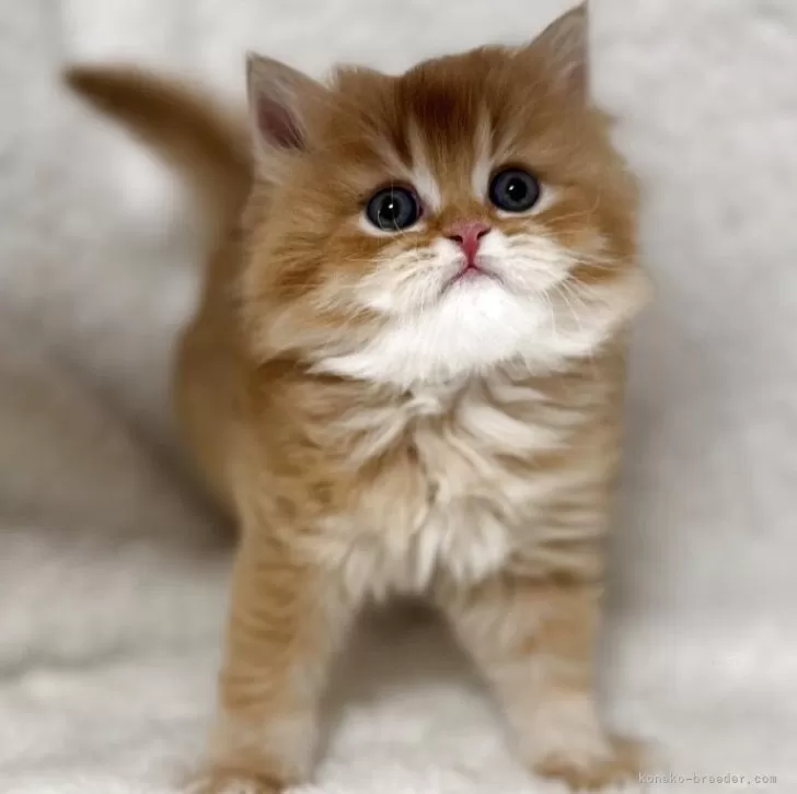 マンチカン(長足)【大阪府・男の子・2025年10月30日・レッドタビーホワイト】の写真1