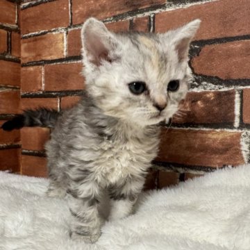 セルカークレックス【大阪府・女の子・2025年2月15日・シルバータビー（セミロング）】の写真「毛がウェイブです。
甘えん坊ちゃんです。」