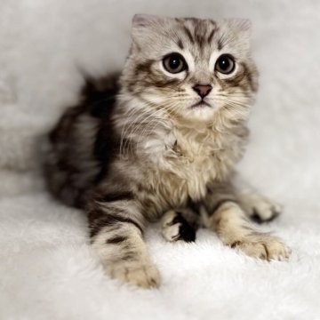 アメリカンカール【大阪府・男の子・2025年9月20日・シルバータビー（セミロング）】の写真「耳が曲がって可愛いです」