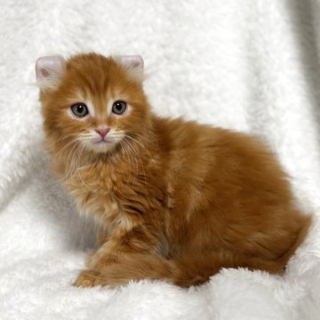 アメリカンカール【大阪府・男の子・2025年9月20日・レッドタビー（セミロング）】の写真「耳が曲がって可愛いです。」