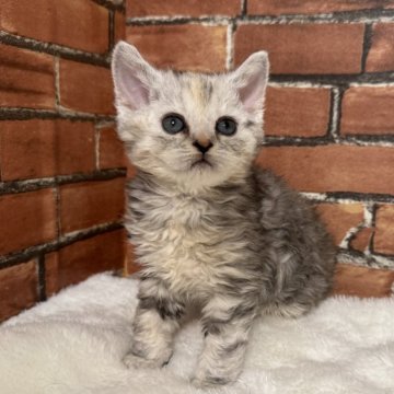 セルカークレックス【大阪府・女の子・2025年2月15日・シルバーパッチドタビー（セミロング）】の写真「セミロングヘアーです。
少しですが巻いてるかな？」