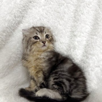 アメリカンカール【大阪府・男の子・2025年9月20日・シルバータビー（セミロング）】の写真「耳が曲がって可愛いです」