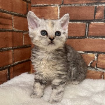 セルカークレックス【大阪府・女の子・2025年2月14日・シルバーパッチドタビー（セミロング）】の写真「ちょっと巻いてるかも？」