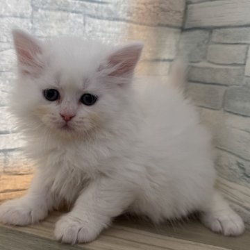 ラガマフィン【大阪府・男の子・2025年2月6日・真っ白（ロング）】の写真「もふもふふわふわです」