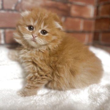 スコティッシュフォールド(折れ耳)【大阪府・女の子・2024年3月24日・レッドタビー（ロング）】の写真「まんまるお顔で可愛いです」