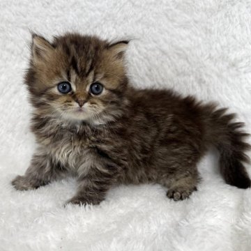 マンチカン(長足)【大阪府・女の子・2025年9月18日・ブラウン（ロング）】の写真「ふわふわもこもこで可愛いです。」