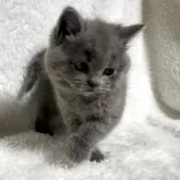 ブリティッシュショートヘア