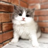 ブリティッシュロングヘア