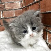ブリティッシュロングヘア