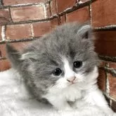 ブリティッシュロングヘア