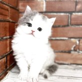 ブリティッシュロングヘア