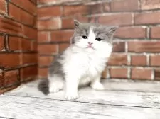 ブリティッシュロングヘア【大阪府・男の子・2025年10月25日・ブルーホワイト】の写真2