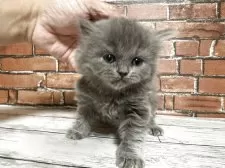 ブリティッシュロングヘア【大阪府・男の子・2026年1月6日・ブルー】の写真2